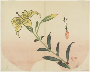 (Lilie), 1839